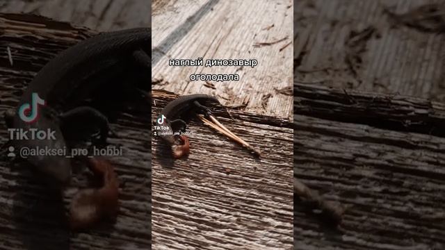 в мире животных ящерица оголодала смотреть онлайн