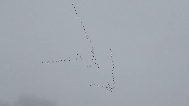 Путь Шествующий. Журавли летят. Осень. смотреть онлайн