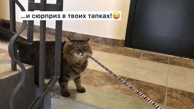 Как помочь коту похудеть | Кот смешно спускается по лестнице Смешные коты Приколы с котами смотреть онлайн