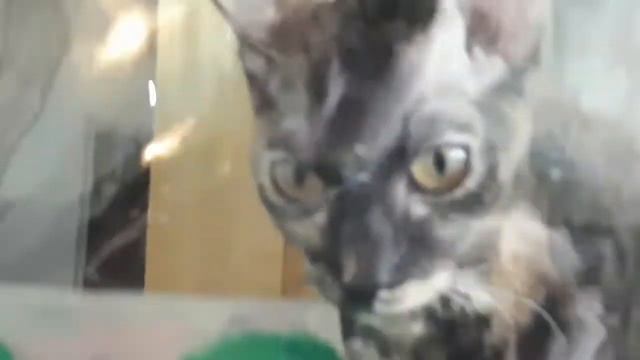 Выставка кошек (23.02.2020) смотреть онлайн