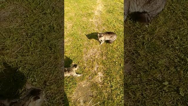 У Гуфа на даче коты орут смотреть онлайн