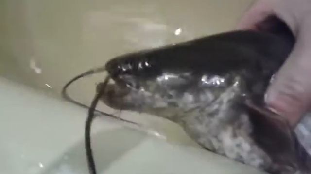 Домашний сомик. смотреть онлайн