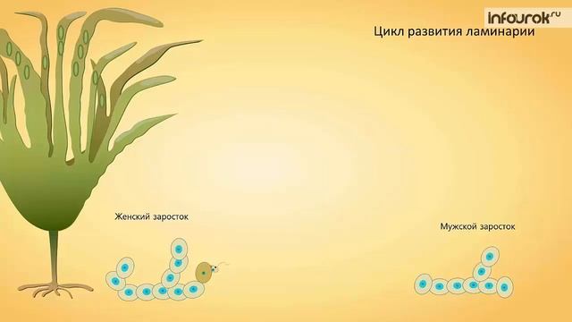 Размножение споровых растений. Биология 6 класс смотреть онлайн