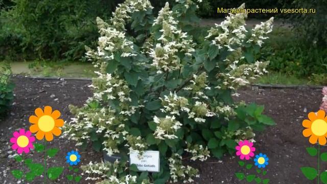 Гортензия метельчатая Уайт Голиаф. Краткий обзор, описание hydrangea paniculata White Goliath смотреть онлайн