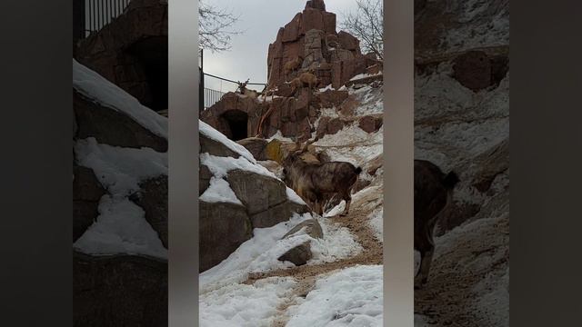 zoo 8❄️ смотреть онлайн
