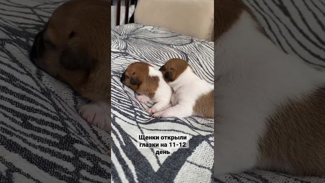 #джекрасселтерьер #щенок #щенокджекрасселтерьер смотреть онлайн