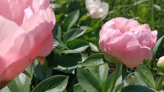 Ранні півонії: Paeonia Caroline, Salmon Chiffon, Dreamtime. смотреть онлайн