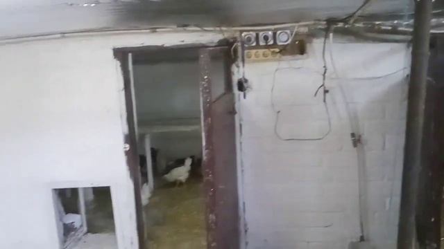 Куры несушки как бизнес. Ломанн Сэнди, Ломанн Браун. смотреть онлайн