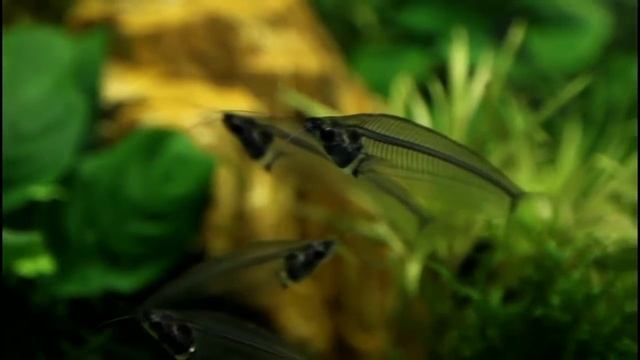 Рыбы не для новичков! смотреть онлайн