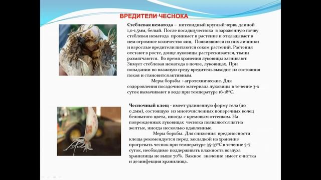 Технология возделывания озимого чеснока смотреть онлайн