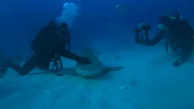 Lemon shark love. смотреть онлайн
