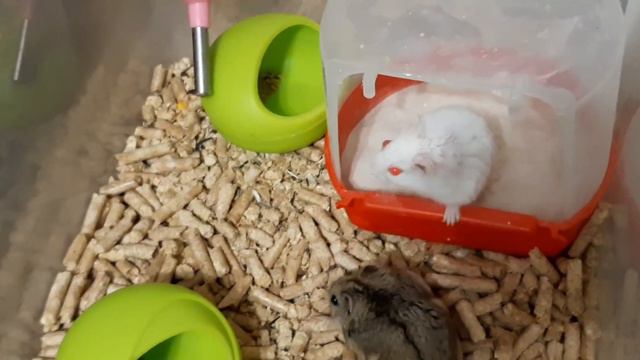 МИ-МИ-МИ Хомячки. смотреть онлайн