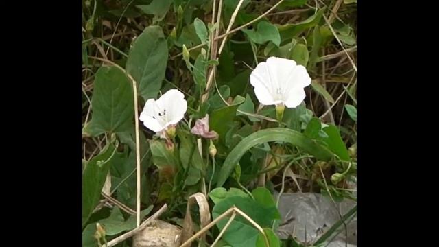 CORREHUELA MENOR (Convolvulus Arvensis) PLANTAS MEDICINALES