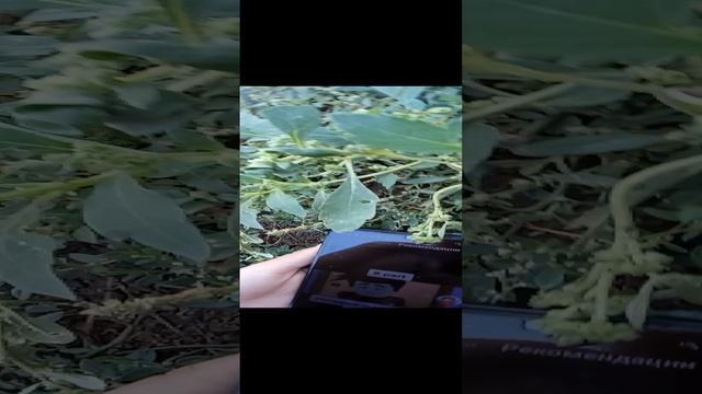 VID_20230824_130629.mp4