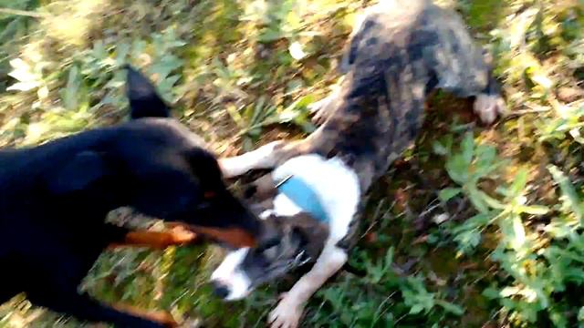 Doberman Vs Amstaff