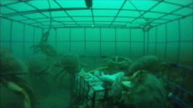 Как работает ловушка для крабов. смотреть онлайн