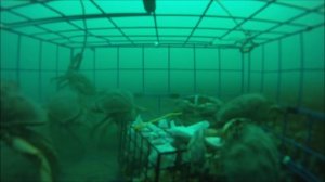 Как работает ловушка для крабов.