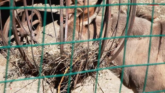 Что посмотреть в Геленджике / Экскурсия в Сафари парк смотреть онлайн