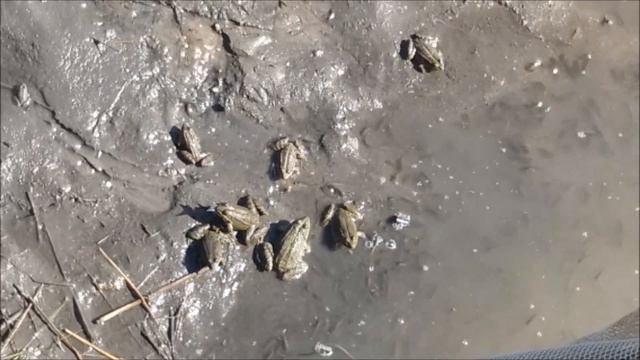 Чем вредны лягушки в рыбоводных прудах?! смотреть онлайн