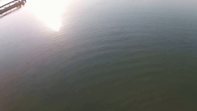 Zebra Pleco - Hypancistrus zebra habitat смотреть онлайн