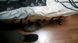 Как достать кота из под кровати