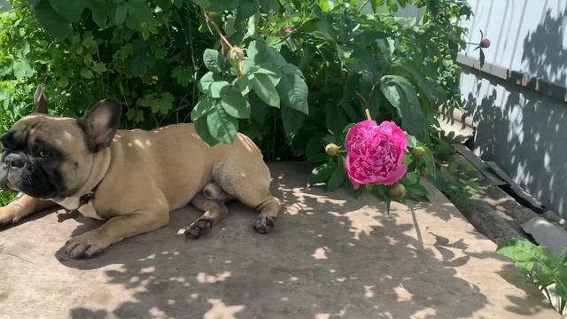 И так каждое утро....) Французский бульдог Гоша смотреть онлайн