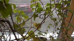 Плющ комнатный домашний: уход, размножение. Хедера Хеликс. Мой опыт