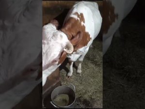 Крысы едят яйца?!