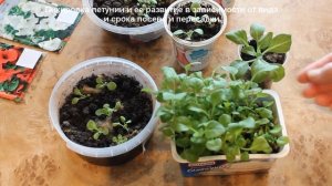 Петуния, сроки пикировки. Развитие рассады. Надо ли пикировать петунию?