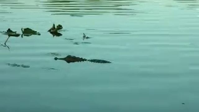 Крокодил в реке Дон смотреть онлайн