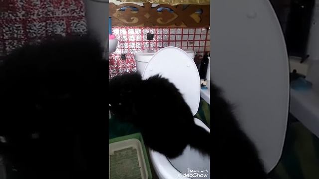 КОШКА ХОДИТ В ТУАЛЕТ НА УНИТАЗ. The CAT and the TOILET, Smart cat, Prunk смотреть онлайн