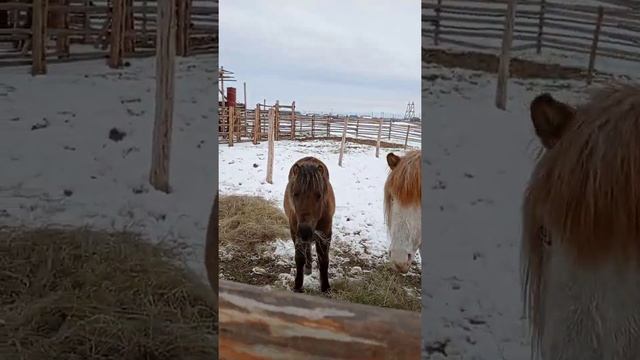 Выбор прибора для отслеживания животных с помощью GSM и GPS