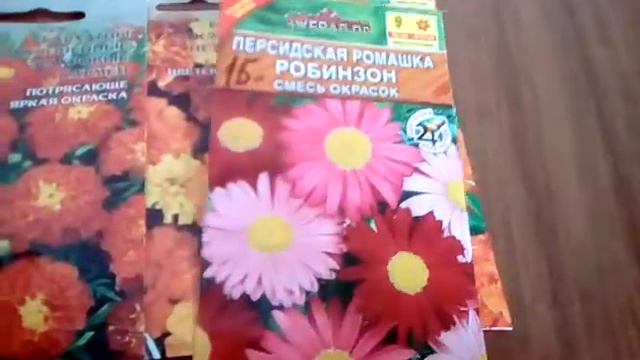 ЦВЕТЫ#петуньи#хризантемы#анютиныглазки#bvyjujtlheuje смотреть онлайн