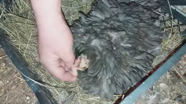 ЦЫПЛЯТА БЕНТАМОК У КАРЛИКОВОЙ НАСЕДКИ // смотреть онлайн