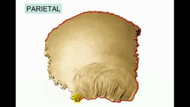 07-Parietal смотреть онлайн