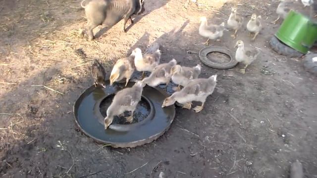Кормление гусей .мои гуси в месячном возрасте.Feeding the geese .moi geese in the months of age. смотреть онлайн