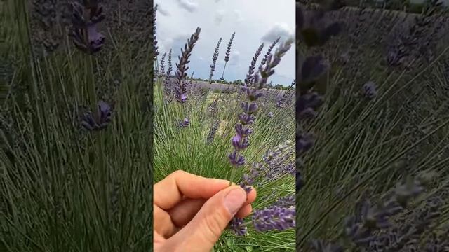 Лаванда та лавандин. Різниця. #лаванда #лавандин #лавандовеполе смотреть онлайн