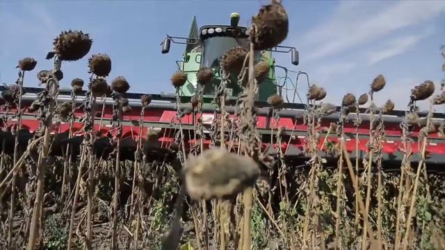 Жатка для уборки подсолнечника Capello Helianthus в работе смотреть онлайн
