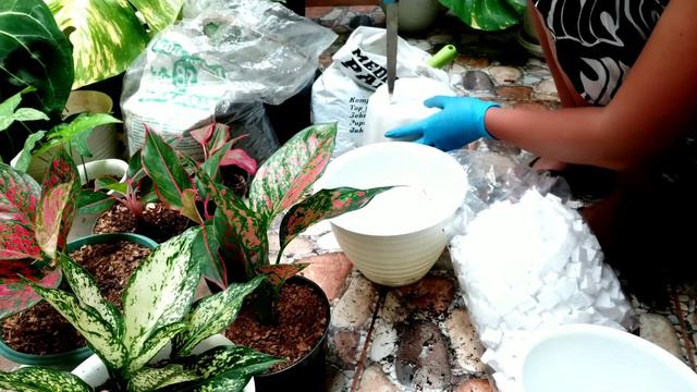 Repotting || Ganti Pot Aglaonema смотреть онлайн