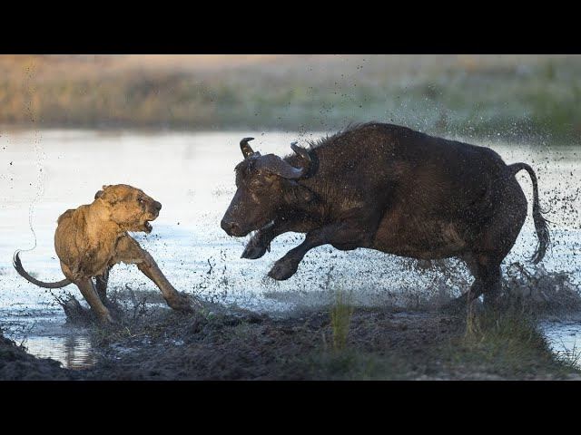 Африканская стенобитная машина- БУЙВОЛ В ДЕЛЕ! Буйволы против львов, крокодилов, носорогов и слонов! смотреть онлайн