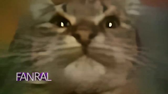 Кит ты бебру мав, нюхай бебру смотреть онлайн