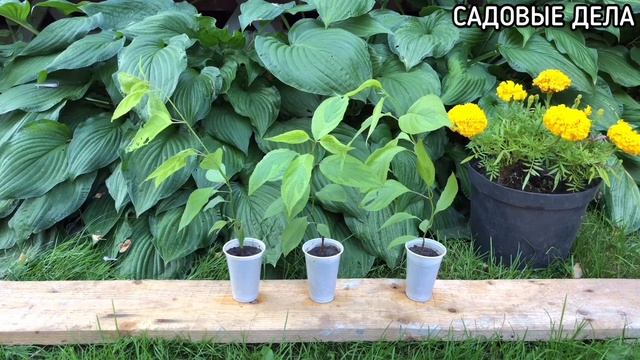 Черенкование дёрена | САДОВЫЕ ДЕЛА смотреть онлайн