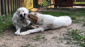 НЕ ЗЛИ  АЛАБАЯ, может УКУСИТЬ || Приставучий АЛАБАЙ || ALABAI DOGS || CAS || PUPPY