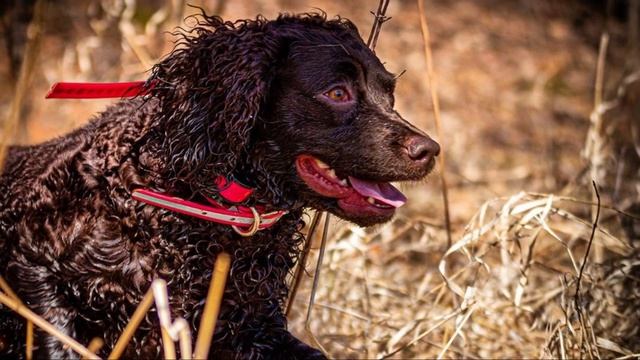 American Water Spaniel - TOP 10 Interesting Facts смотреть онлайн