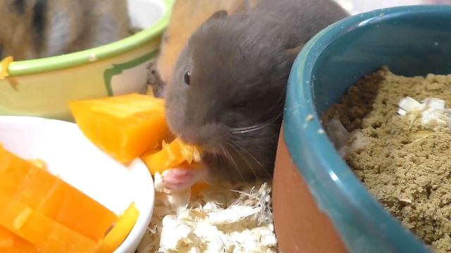 ВОТ ЭТО МЫ НАТВОРИЛИ! / ЧТО СЛУЧИЛОСЬ? / Где  ХОМЯЧАТА мальчики? / Aлиса Изи петс / Alisa Easy Pets