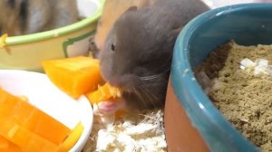 ВОТ ЭТО МЫ НАТВОРИЛИ! / ЧТО СЛУЧИЛОСЬ? / Где  ХОМЯЧАТА мальчики? / Aлиса Изи петс / Alisa Easy Pets