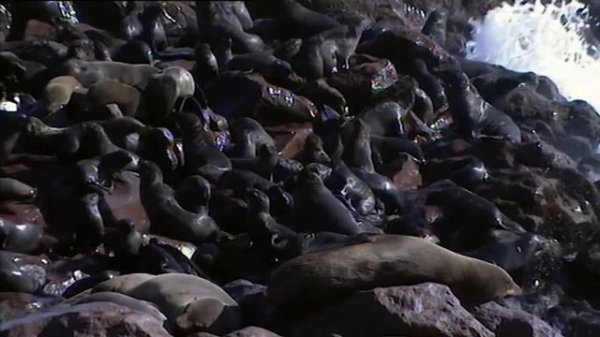 Sea lions mating (Skeleton Coast)