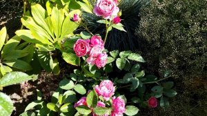 Роза Аои (Aoi) японская  селекция