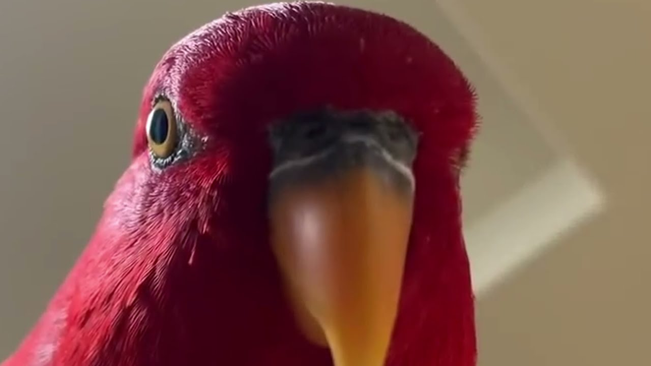 красный попугай смеётся сборка мемов