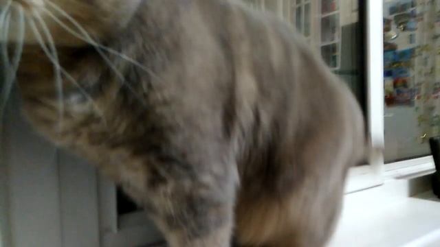 Гороховый суп С котом...